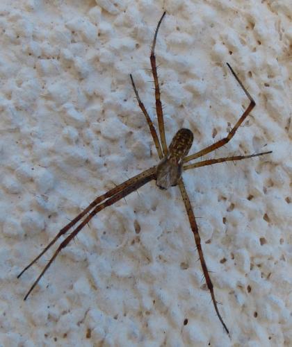 Réf. 352 074 : Argiope bruennichi